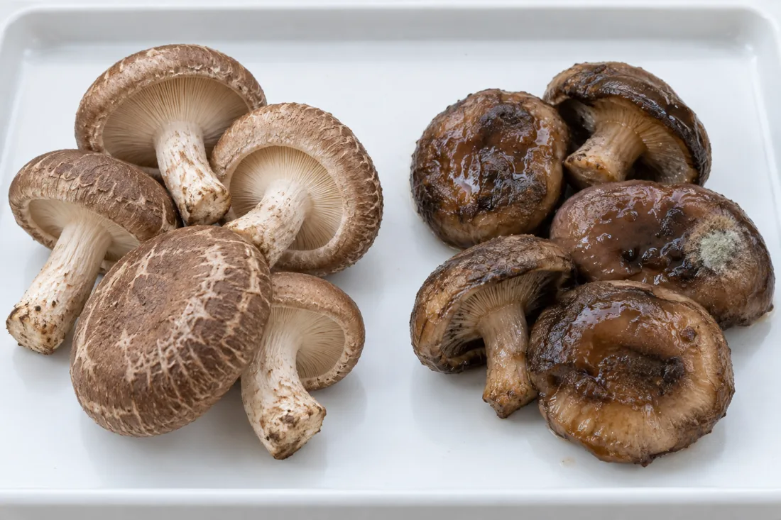 fresh mushroom comparison with obvious deterioration on the right