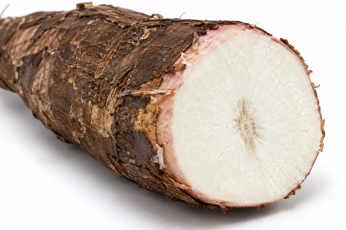 Cassava cross-section showing thick peel, white flesh and central fiber